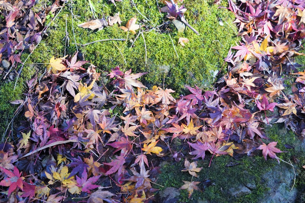 養老渓谷の紅葉11