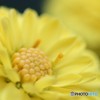 菊