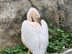 ペリカン