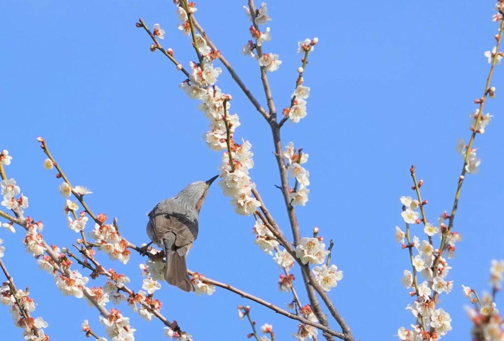 ウメはこの角度がいいね