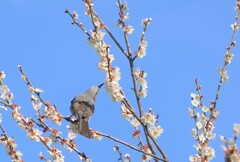 ウメはこの角度がいいね
