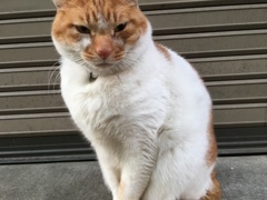 商店街でお見送りする猫