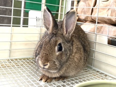 ウサギさん