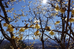 蝋梅