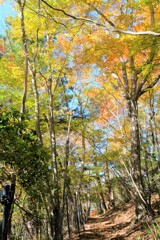 三頭山の紅葉