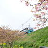 河津にて
