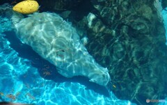 ホッキョクグマの潜水　ツヨシ