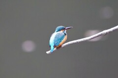 カワセミ