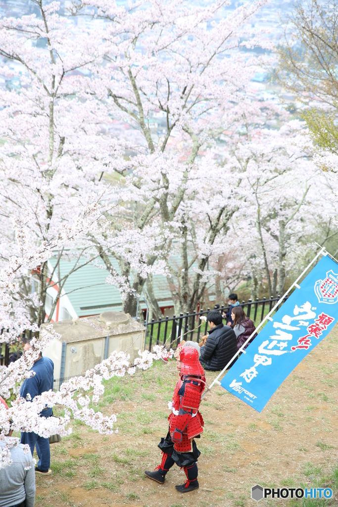 新倉山浅間公園　サクラ　