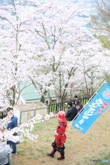 新倉山浅間公園　サクラ　