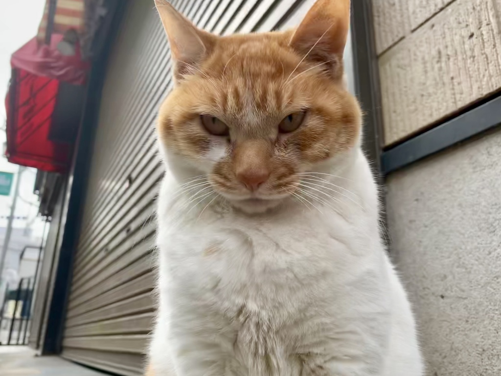ニャンコ先生はするどい目つきであなたの心を見通してますよ！
