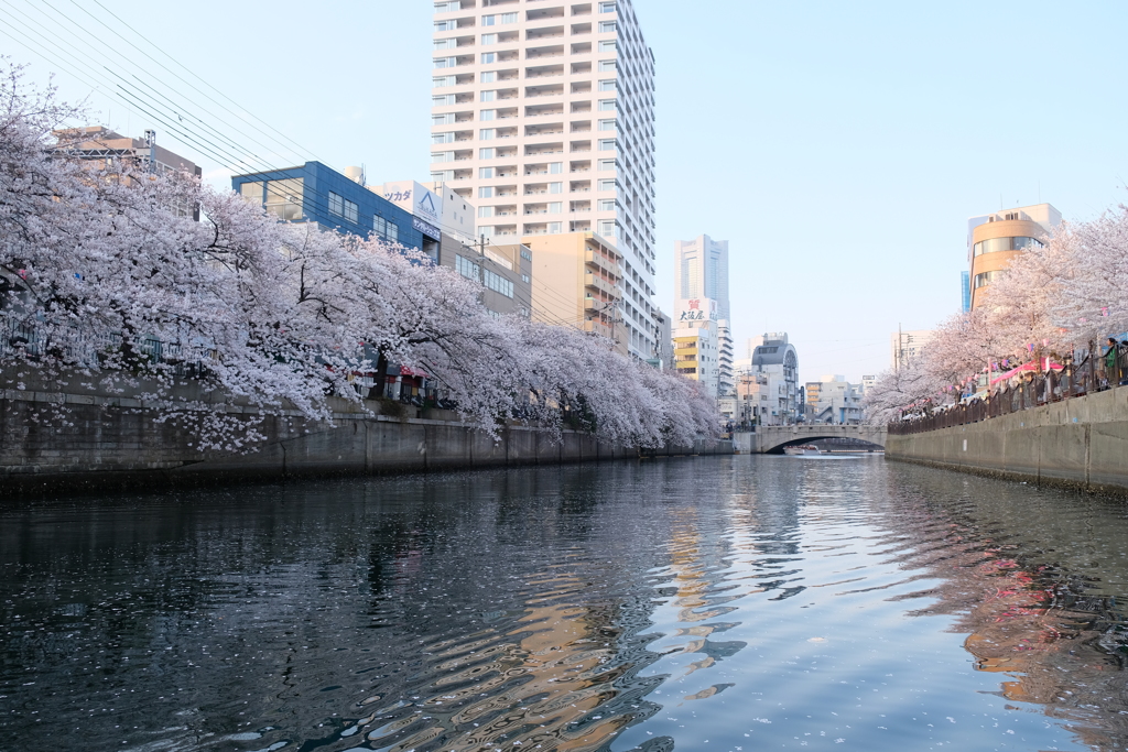 大岡川の桜