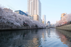 大岡川の桜
