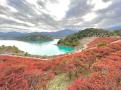 宮ケ瀬の紅葉　どうだんつつじ