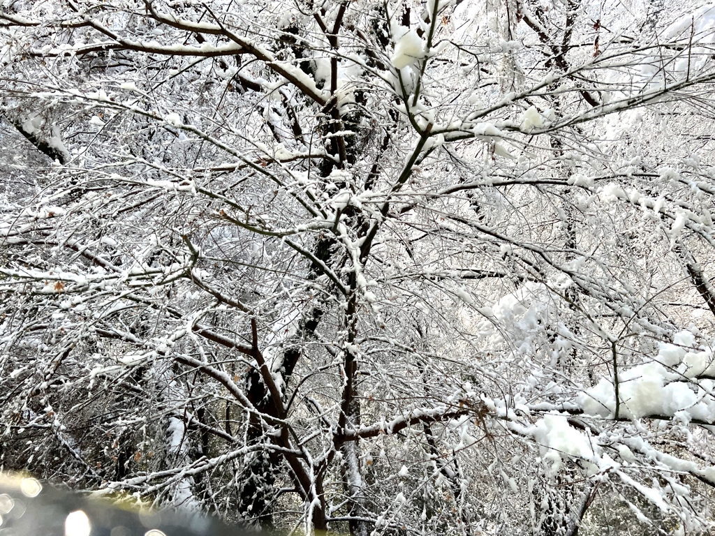 高尾山の雪景色