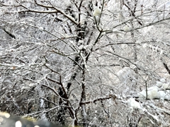 高尾山の雪景色