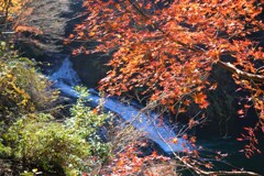 養老渓谷の紅葉10