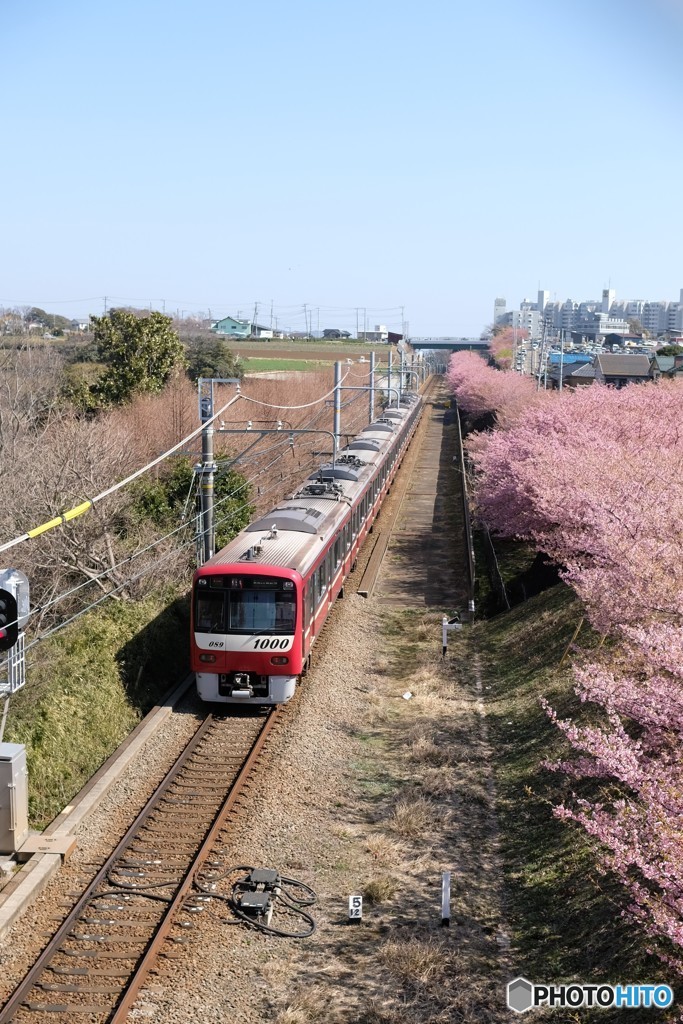 三浦　河津桜　2018