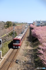 三浦　河津桜　2018