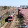 三浦　河津桜　2018