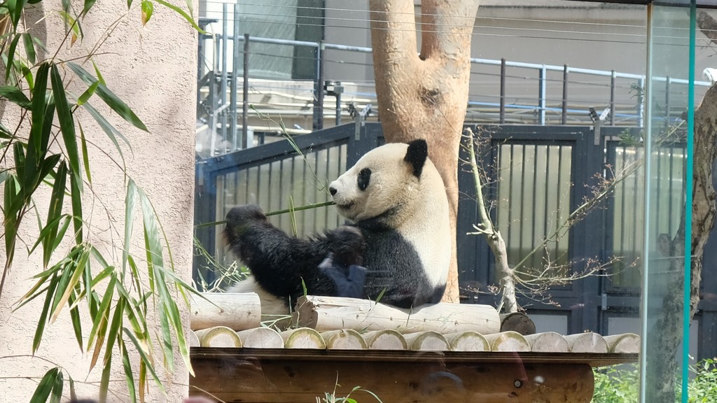 シャンシャンの父