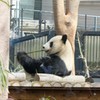 シャンシャンの父