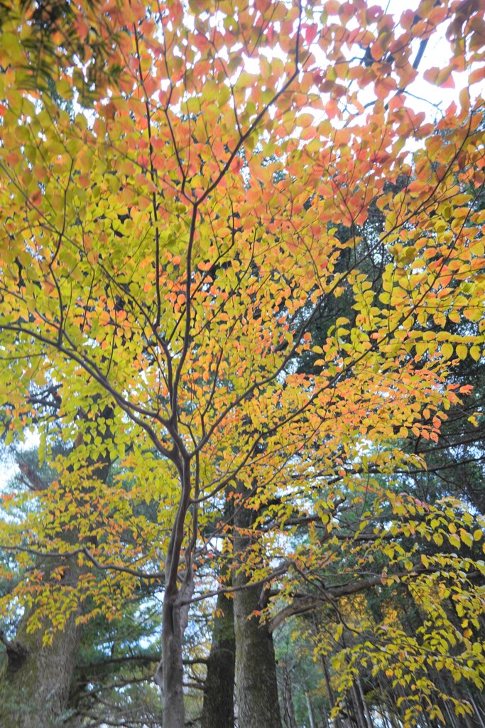 紅葉