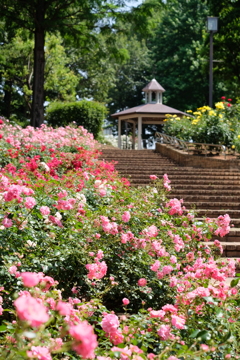 相模原北公園のバラ