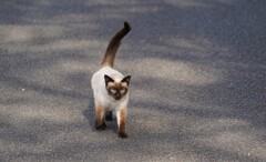 シャムネコかと思いきや