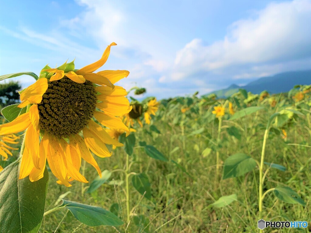 ひまわりもコロナで元気がない