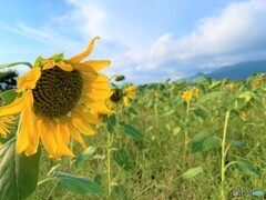 ひまわりもコロナで元気がない