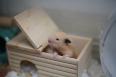 おハム～