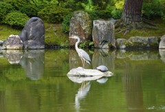 ツルカメ