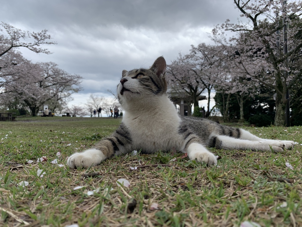 そらに何かいるにゃん