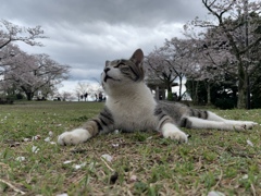 そらに何かいるにゃん
