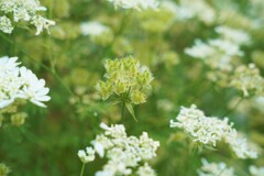 何の花？？