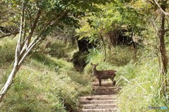 越前岳　鹿