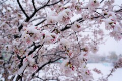 春なのか冬なのか桜なのか？？