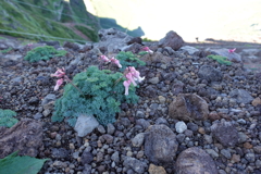 高山植物？