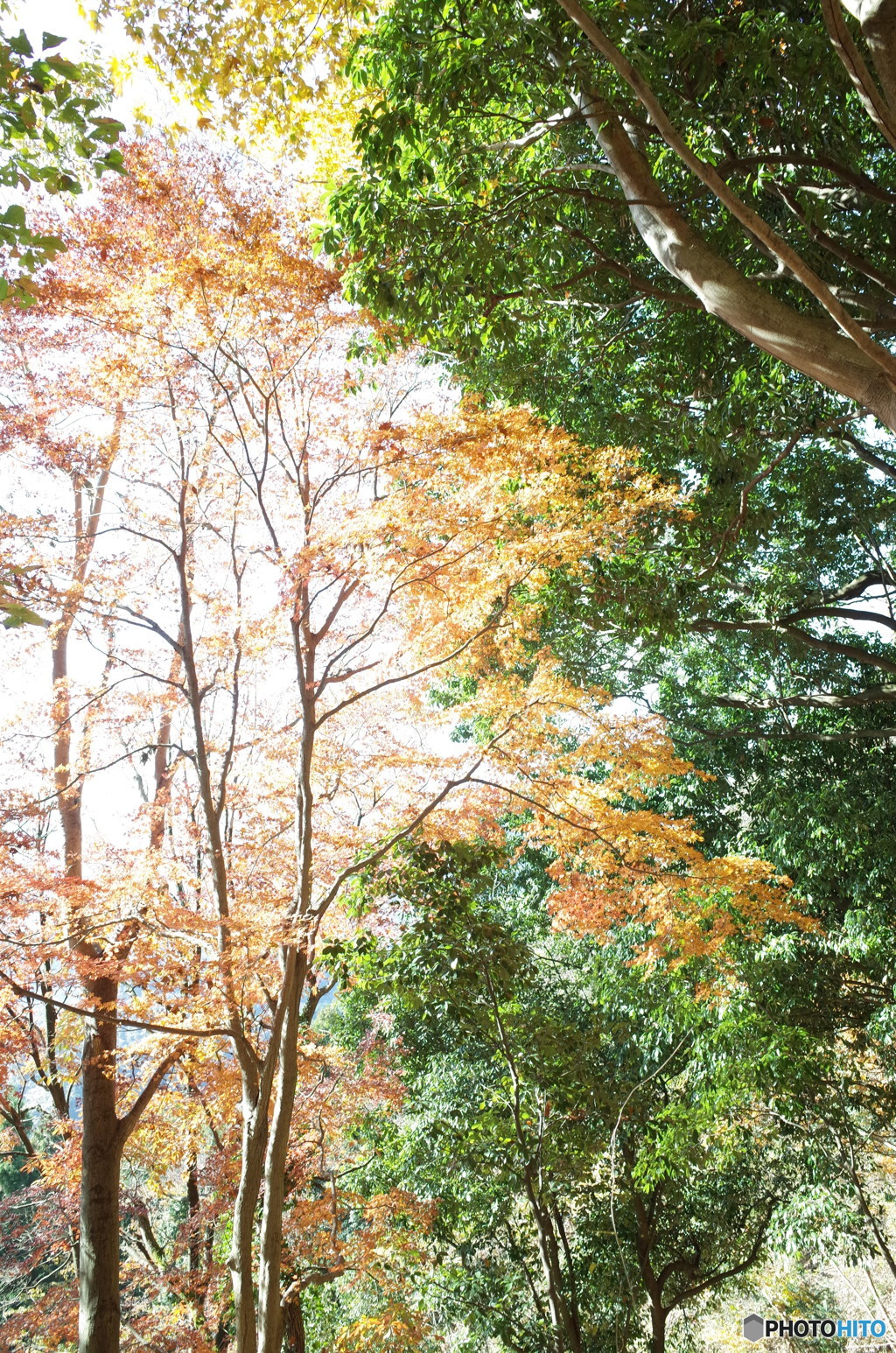 高松山