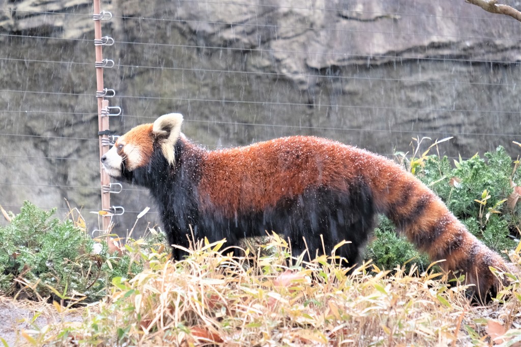 雪の動物園