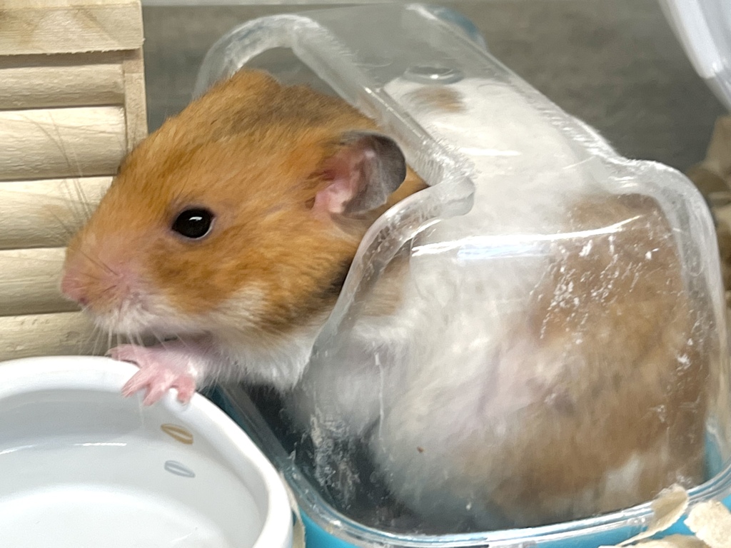 おしっこは写しちゃダメ