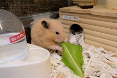 ハムスター　みどり最高