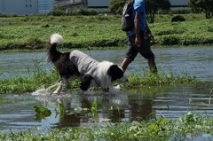 等々力渓谷の先の多摩川 ボーダーコリーの散歩