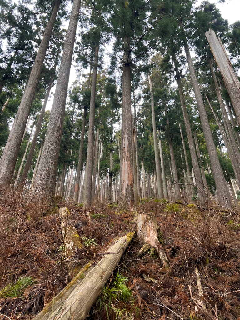 整備された森林