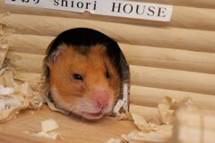 眠いよ