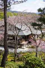 天龍寺の桜