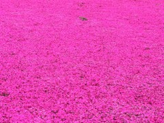 芝桜