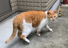 さあ〜 ついてくるにゃ