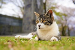 弘法山のにゃんこ